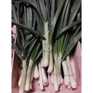 Oignons cébette bio