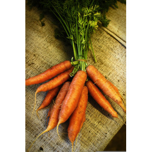 Carottes fanes en botte bio