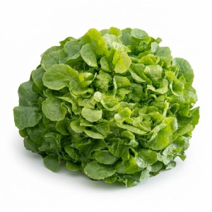 Salade Feuille de chêne bio