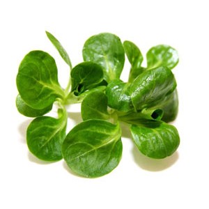 Salade mâche bio