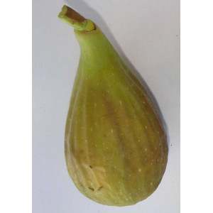 Figues bio